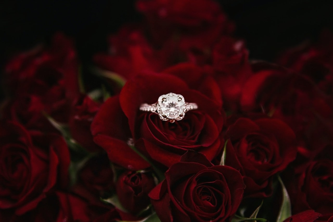 a platinum engagement ring nestled inside a red rose