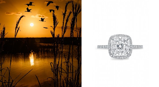 an image of the Florida Everglades next to a halo engagement ring